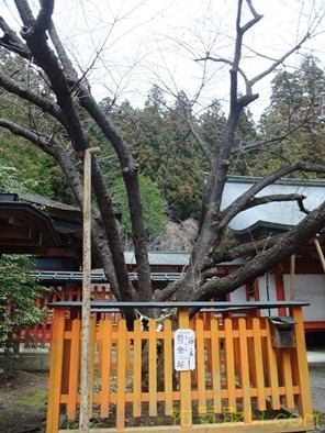 金櫻神社17